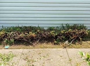 Bush Trimming by Xavier Monroe for Aedin A. in Charlotte, NC