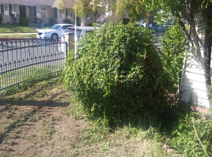 Bush Trimming by Jeremiah Rete for Elizabeth G. in Los Angeles, CA