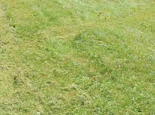 Weeding by Phillip Whitt for Logan K. in Columbus, OH