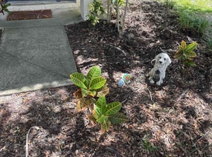 Weeding by Robert Wynn for Carole Ann L. in Riverview, FL