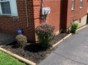 Bush Trimming by Rashaan Boyd for Edo k. in Cincinnati, OH