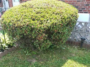 Bush Trimming by Stanley Rykowski for William L. in Philadelphia, PA