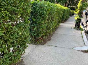 Bush Trimming by Jonathan Costa for Mike A. in Brookline, MA