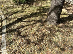 Leaf Removal by Brian Sky for Patrick K. in San Antonio, TX
