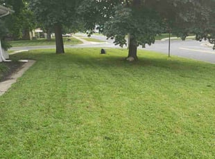 Calvin w.'s Lawn Care service result