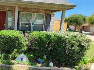 Bush Trimming by Γngel Hernandez for Audrey H. in Wylie, TX