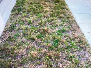 Weeding by Michelle Galindo for Marc R. in Converse, TX