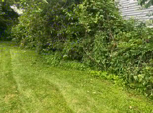 Bush Trimming by Rick Cossart for lorrel m. in Albany, NY