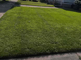 Tara B.'s Grass Cutting service result