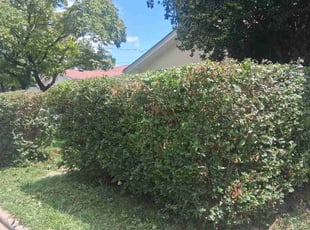 Bush Trimming by Travis Carroll for Shabazz C. in Greensboro, NC