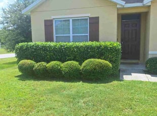 Bush Trimming by Angel Vazquez for Jennifer M. in Davenport, FL