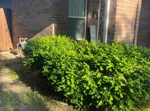 Bush Trimming by Tyler Humphrey for Sparkle W. in Haslet, TX