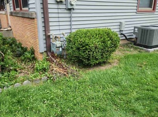 Bush Trimming by Ronnie Anderson for Kira H. in Milwaukee, WI