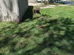 Libby P.'s Lawn Mowing service result