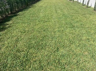 Andrea M.'s Grass Cutting service result