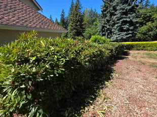 Angelica R.'s Bush Trimming service result