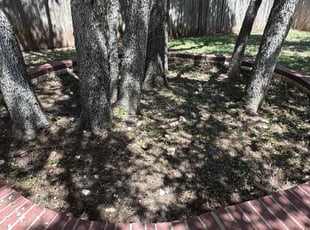 Weeding by Franklin Garcia for Nate L. in Leander, TX