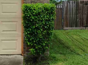 Bush Trimming by Rene Cisneros for James W. in La Porte, TX