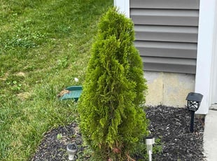 Bush Trimming by Steaphon Haygood for LaShawn K. in Springfield, OH