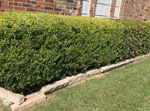 Bush Trimming by Nelson Rhoades for Patty C. in Fort Worth, TX