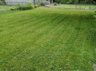 Mark M.'s Lawn Mowing Service service result