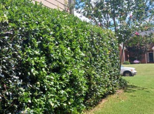Bush Trimming by Michael Marshall for Kayla F. in Loganville, GA