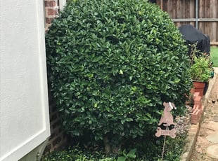 Bush Trimming by Shawn Reed for Kathie B. in North Richland Hills, TX