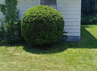 Bush Trimming by Devin Henderson for Brandon B. in Capitol Heights, MD