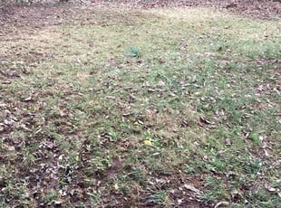 Leaf Removal by Eric Vaske for Brittany C. in Cincinnati, OH