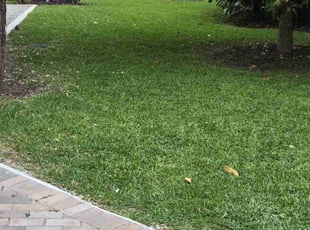 Jessica L.'s Grass Cutting service result
