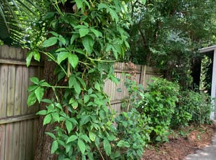 Bush Trimming by Naturallyp Bonsell jr for Cydney J. in Jacksonville, FL