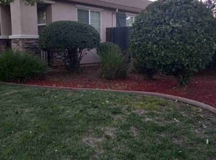 Bush Trimming by Daniel Sullivan for Connor R. in Lincoln, CA