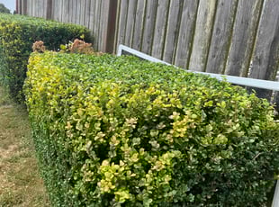Bush Trimming by Melisa Simanjuntak for Aura V. in Daly City, CA