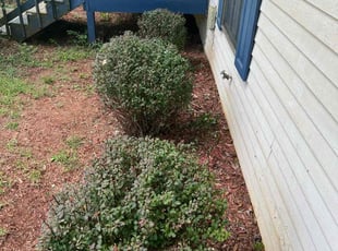 Bush Trimming by Derek Garcia for Darlene C. in Lithonia, GA
