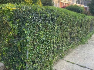 Bush Trimming by Moreno Santiago for Don F. in Philadelphia, PA