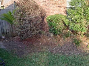 Bush Trimming by Demiteria Mattox for Karen M. in Houston, TX