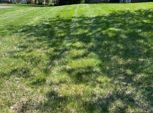 Maurice D.'s Lawn Care service result
