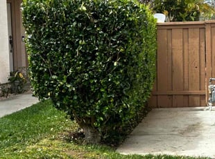 Bush Trimming by Earl Miller for Calvin N. in San Diego, CA