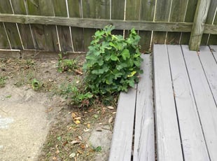 Bush Trimming by Steven Moreira for tanikia a. in Virginia Beach, VA