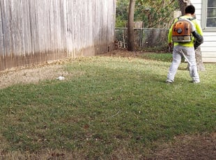 Leaf Removal by Rene Gabriel Ramirez for Anna H. in Austin, TX