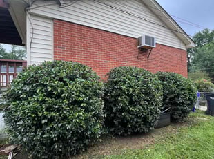 Bush Trimming by Amilcar Flores for Gerald B. in Woodbridge, VA