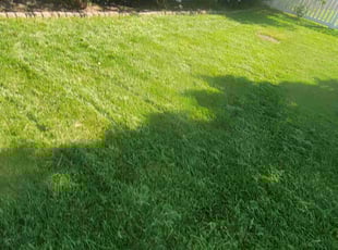 Weeding by Shane Chabot for Tamara Y. in Grove City, OH