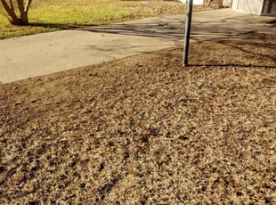 Leaf Removal by Mario Martinez for Dagan R. in Arlington, TX