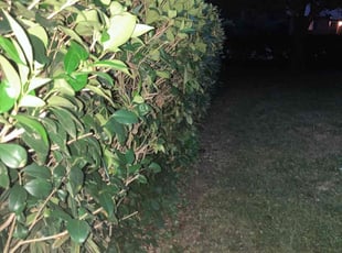 Bush Trimming by Christiana Garrett for Belinda R. in Petersburg, VA