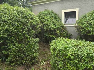 Bush Trimming by Andrew Croteau for Lynn M. in Northampton, MA