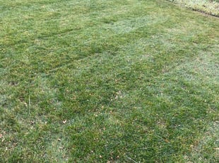 Leaf Removal by John Welch for Megan P. in Littleton, CO