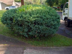 Bush Trimming by Michael Leslie for Avis M. in Stockbridge, GA