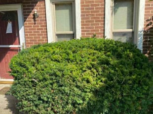 Bush Trimming by Jose Maltos for Shanna H. in Beckett Ridge, OH