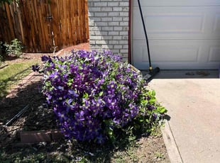 Weeding by Devin Brown for Brittany S. in Denver, CO