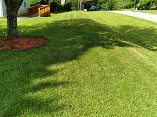 James W.'s Lawn Mowing Service service result